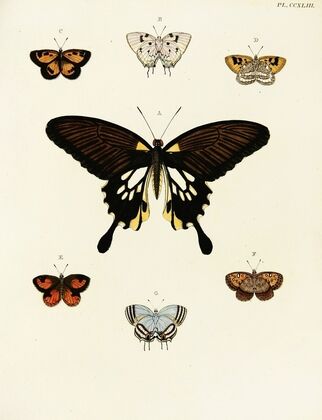 Foreign butterflies occurring in the three continents Asia, Africa and America Pl.050