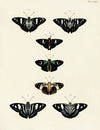 Foreign butterflies occurring in the three continents Asia, Africa and America Pl.052
