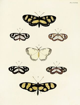 Foreign butterflies occurring in the three continents Asia, Africa and America Pl.064