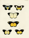 Foreign butterflies occurring in the three continents Asia, Africa and America Pl.065