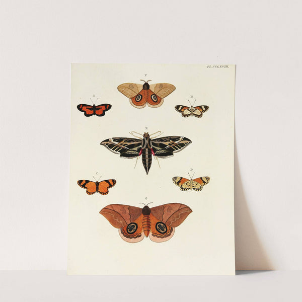Foreign butterflies occurring in the three continents Asia, Africa and America Pl.075 (1779-1782) by Pieter Cramer