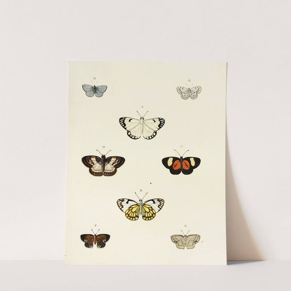 Foreign butterflies occurring in the three continents Asia, Africa and America Pl.077 (1779-1782) by Pieter Cramer