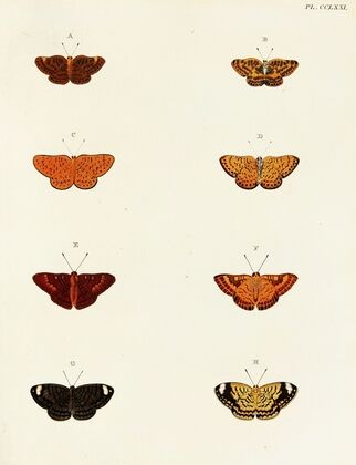 Foreign butterflies occurring in the three continents Asia, Africa and America Pl.078