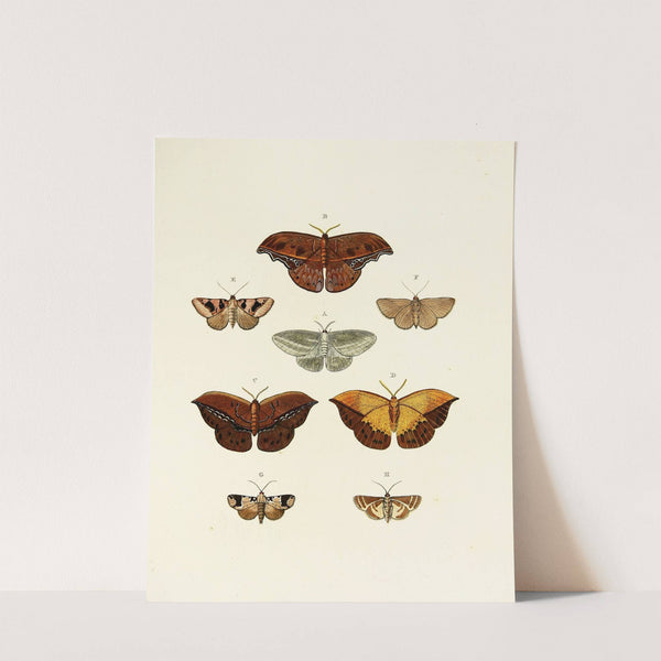 Foreign butterflies occurring in the three continents Asia, Africa and America Pl.079 (1779-1782) by Pieter Cramer