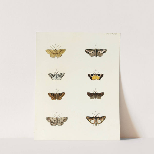 Foreign butterflies occurring in the three continents Asia, Africa and America Pl.082 (1779-1782) by Pieter Cramer