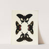 Foreign butterflies occurring in the three continents Asia, Africa and America Pl.084 (1779-1782) by Pieter Cramer