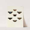 Foreign butterflies occurring in the three continents Asia, Africa and America Pl.091 (1779-1782) by Pieter Cramer
