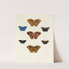 Foreign butterflies occurring in the three continents Asia, Africa and America Pl.099 (1779-1782) by Pieter Cramer