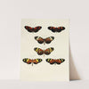 Foreign butterflies occurring in the three continents Asia, Africa and America Pl.103 (1779-1782) by Pieter Cramer