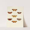 Foreign butterflies occurring in the three continents Asia, Africa and America Pl.104 (1779-1782) by Pieter Cramer