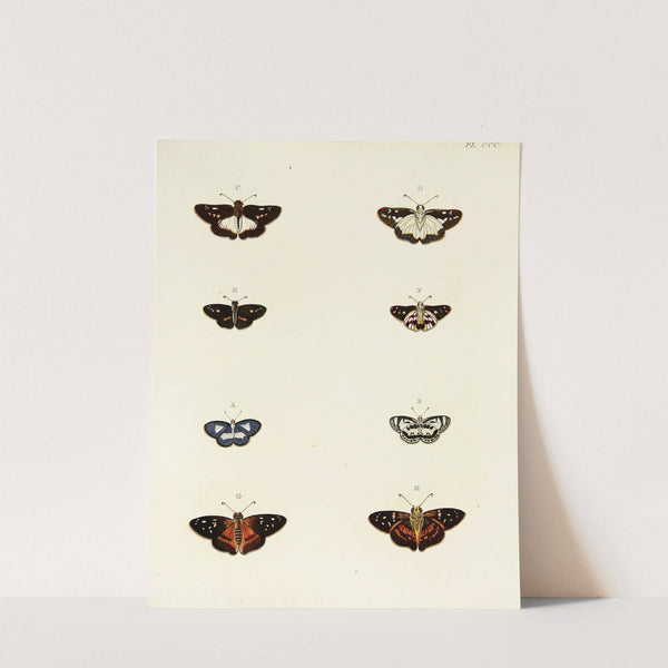 Foreign butterflies occurring in the three continents Asia, Africa and America Pl.106 (1779-1782) by Pieter Cramer