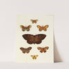 Foreign butterflies occurring in the three continents Asia, Africa and America Pl.109 (1779-1782) by Pieter Cramer