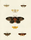 Foreign butterflies occurring in the three continents Asia, Africa and America Pl.113