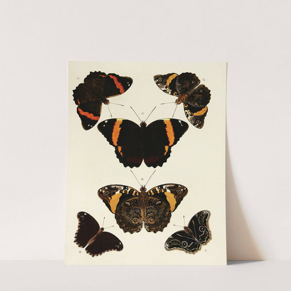 Foreign butterflies occurring in the three continents Asia, Africa and America Pl.119 (1779-1782) by Pieter Cramer