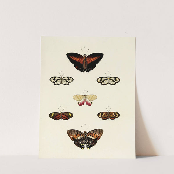 Foreign butterflies occurring in the three continents Asia, Africa and America Pl.121 (1779-1782) by Pieter Cramer