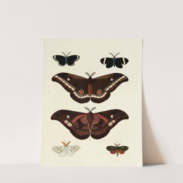 Foreign butterflies occurring in the three continents Asia, Africa and America Pl.128 (1779-1782) by Pieter Cramer