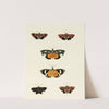 Foreign butterflies occurring in the three continents Asia, Africa and America Pl.129 (1779-1782) by Pieter Cramer