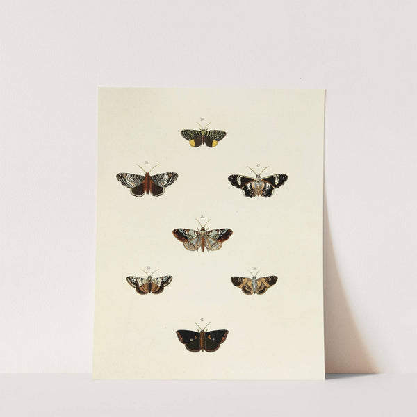 Foreign butterflies occurring in the three continents Asia, Africa and America Pl.130 (1779-1782) by Pieter Cramer