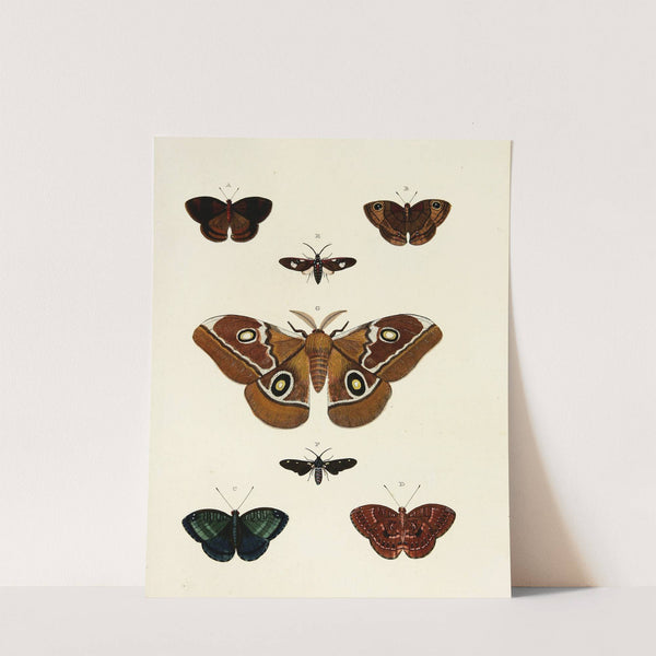 Foreign butterflies occurring in the three continents Asia, Africa and America Pl.131 (1779-1782) by Pieter Cramer