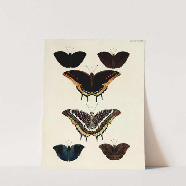 Foreign butterflies occurring in the three continents Asia, Africa and America Pl.135 (1779-1782) by Pieter Cramer