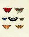 Foreign butterflies occurring in the three continents Asia, Africa and America Pl.143