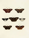 Foreign butterflies occurring in the three continents Asia, Africa and America Pl.147