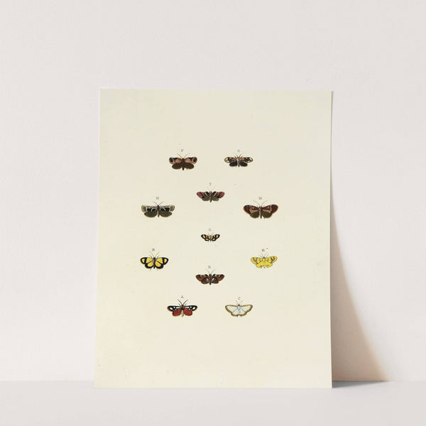 Foreign butterflies occurring in the three continents Asia, Africa and America Pl.153 (1779-1782) by Pieter Cramer
