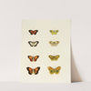 Foreign butterflies occurring in the three continents Asia, Africa and America Pl.156 (1779-1782) by Pieter Cramer