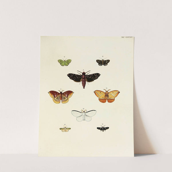 Foreign butterflies occurring in the three continents Asia, Africa and America Pl.160 (1779-1782) by Pieter Cramer