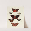 Foreign butterflies occurring in the three continents Asia, Africa and America Pl.161 (1779-1782) by Pieter Cramer