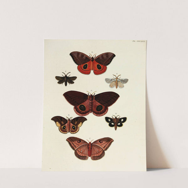Foreign butterflies occurring in the three continents Asia, Africa and America Pl.161 (1779-1782) by Pieter Cramer
