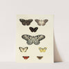 Foreign butterflies occurring in the three continents Asia, Africa and America Pl.167 (1779-1782) by Pieter Cramer