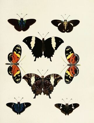 Foreign butterflies occurring in the three continents Asia, Africa and America Pl.169