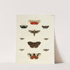 Foreign butterflies occurring in the three continents Asia, Africa and America Pl.172 (1779-1782) by Pieter Cramer