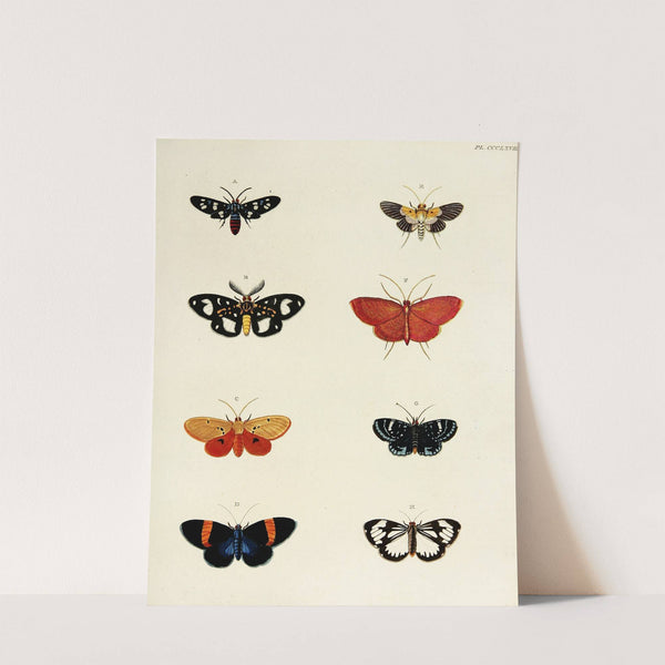 Foreign butterflies occurring in the three continents Asia, Africa and America Pl.173 (1779-1782) by Pieter Cramer