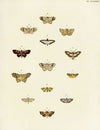 Foreign butterflies occurring in the three continents Asia, Africa and America Pl.176