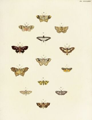 Foreign butterflies occurring in the three continents Asia, Africa and America Pl.176
