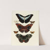 Foreign butterflies occurring in the three continents Asia, Africa and America Pl.178 (1779-1782) by Pieter Cramer