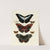 Foreign butterflies occurring in the three continents Asia, Africa and America Pl.178 (1779-1782) by Pieter Cramer