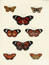 Foreign butterflies occurring in the three continents Asia, Africa and America Pl.180