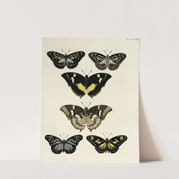 Foreign butterflies occurring in the three continents Asia, Africa and America Pl.182 (1779-1782) by Pieter Cramer