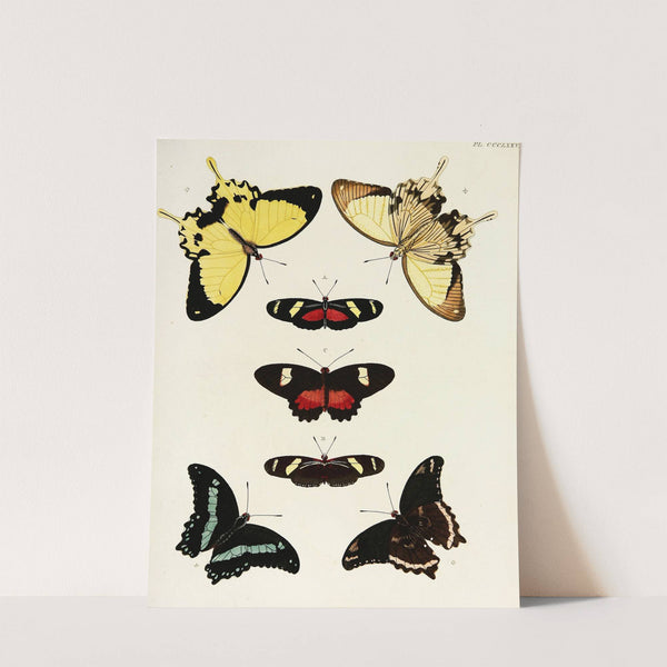 Foreign butterflies occurring in the three continents Asia, Africa and America Pl.183 (1779-1782) by Pieter Cramer