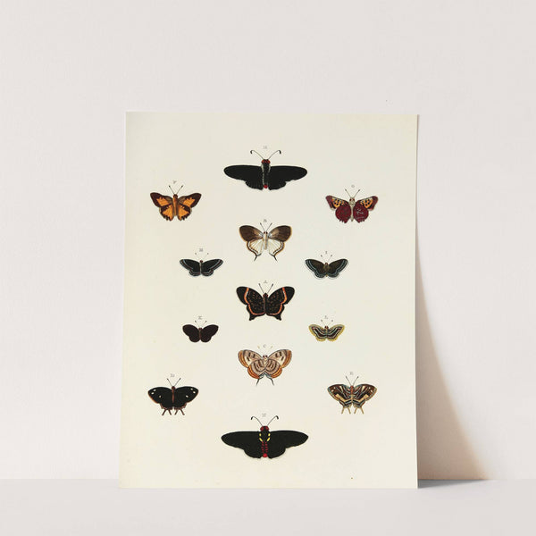 Foreign butterflies occurring in the three continents Asia, Africa and America Pl.185 (1779-1782) by Pieter Cramer