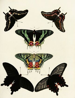Foreign butterflies occurring in the three continents Asia, Africa and America Pl.190