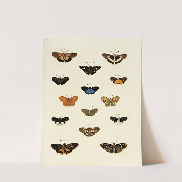 Foreign butterflies occurring in the three continents Asia, Africa and America Pl.196 (1779-1782) by Pieter Cramer