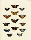 Foreign butterflies occurring in the three continents Asia, Africa and America Pl.197