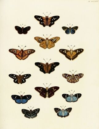 Foreign butterflies occurring in the three continents Asia, Africa and America Pl.197