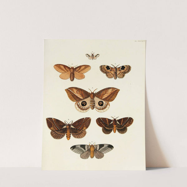 Foreign butterflies occurring in the three continents Asia, Africa and America Pl.200 (1779-1782) by Pieter Cramer