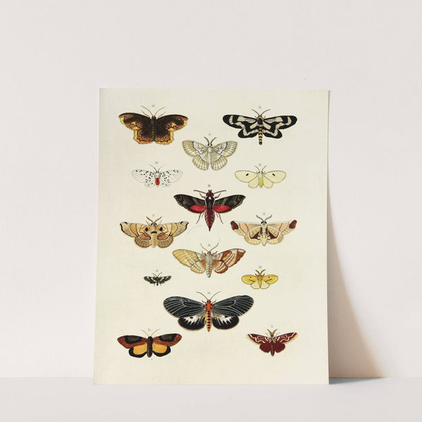 Foreign butterflies occurring in the three continents Asia, Africa and America Pl.203 (1779-1782) by Pieter Cramer