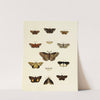 Foreign butterflies occurring in the three continents Asia, Africa and America Pl.204 (1779-1782) by Pieter Cramer